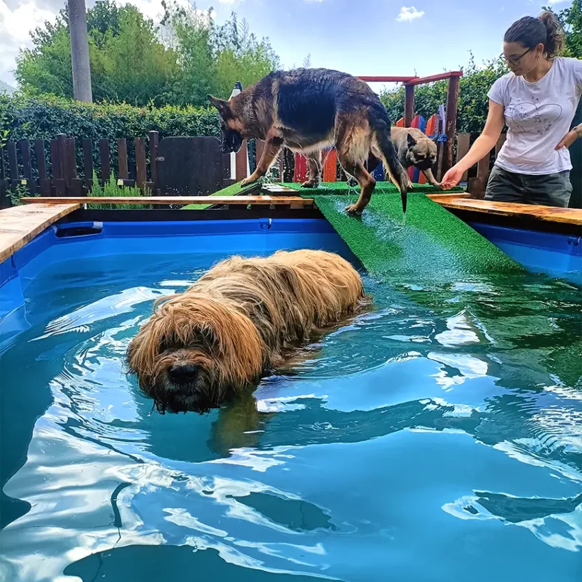 Dog sitter Tata Melania - fotogallery